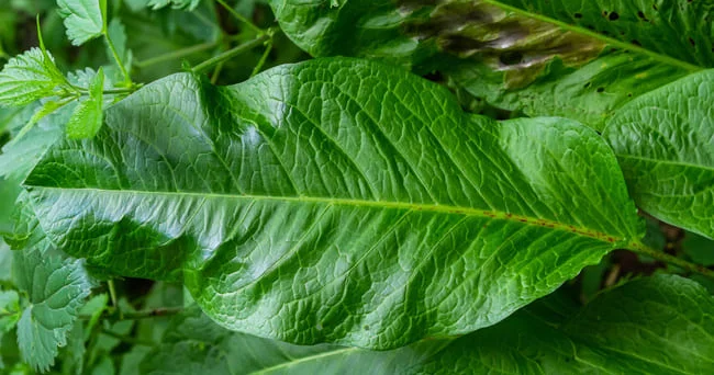 Elmi adı Rumex obtusifolius ... Tərkibi vitamin, dəmir və fosforla zəngin turşəngin sağlamlığa hansı faydaları var? Video