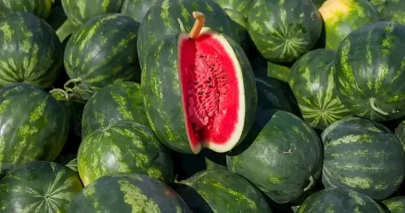 Qarpızın qiymətini qaldıran sadə fermer üsulu