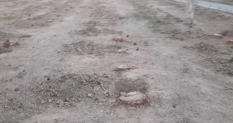 Xırdalanda Heydər Əliyev parkının ağaclarını doğradılar: Obyekt tikəcəcəklər...