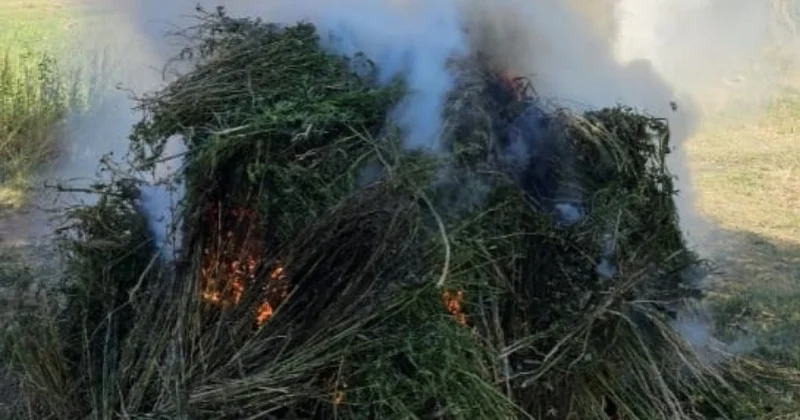 Yabanı halda bitmiş iki tona yaxın çətənə kolu məhv edilib