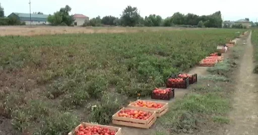 Fermerlər pomidoru camaata pulsuz paylayır Sahələrdə məhsul tökülüb qalıb