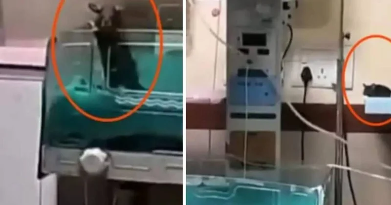 Hindistanda doğum evində faciə: iki körpəni siçan dişlədi, öldü FOTO