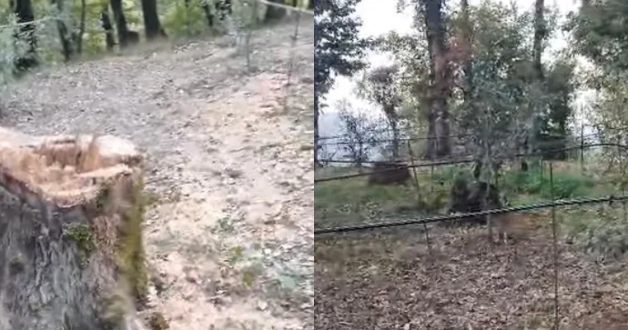 Daha bir rayonda ağac kəsiminə görə araşdırma başladı FOTO