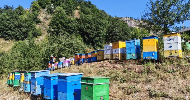 Qubada bu il 200 tona yaxın bal istehsal edilib