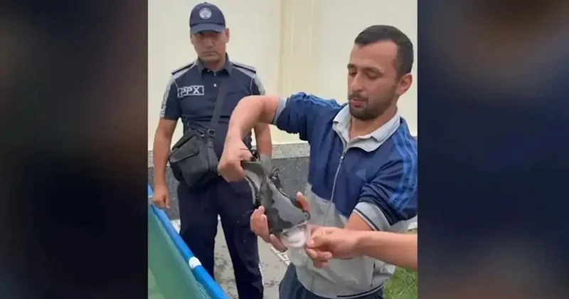 Zirzəmidə köpəkbalığı saxladığı iddia edildi Video