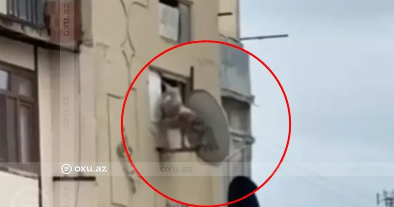 В Баку арестован мужчина, выбросивший собаку из окна