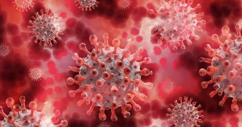 COVID 19 a qarşı yaranan immunitet digər yarasa koronaviruslarından qorunmağa kömək edə bilər ARAŞDIRMA