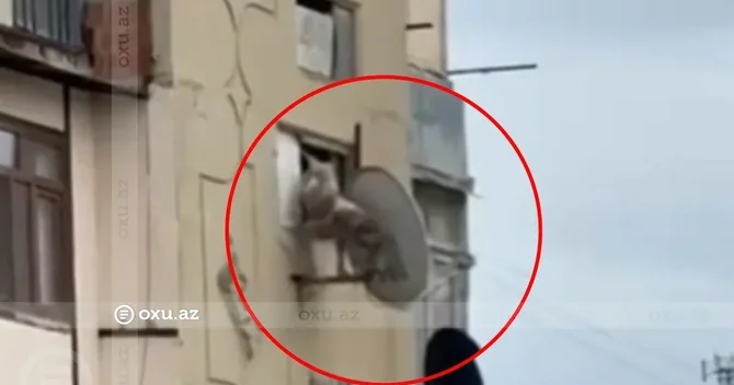 İtə qarşı zorakılıq edən şəxslə bağlı şok iddia