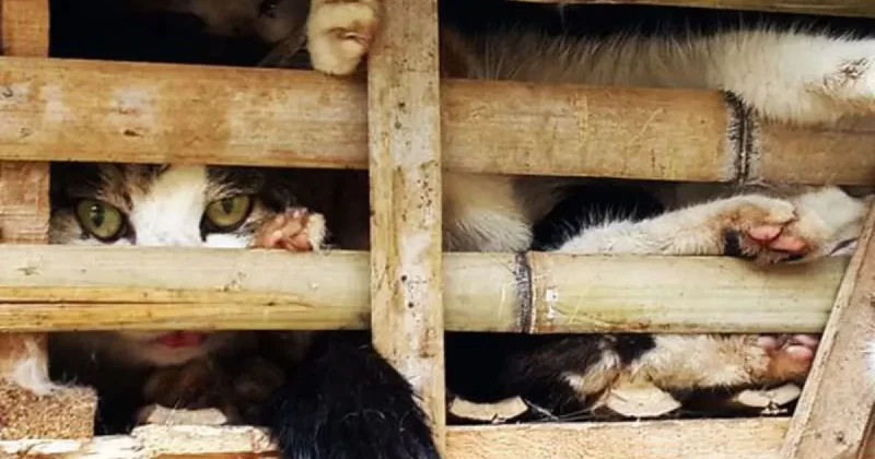 Кошки на мясо склад ужаса во Вьетнаме
