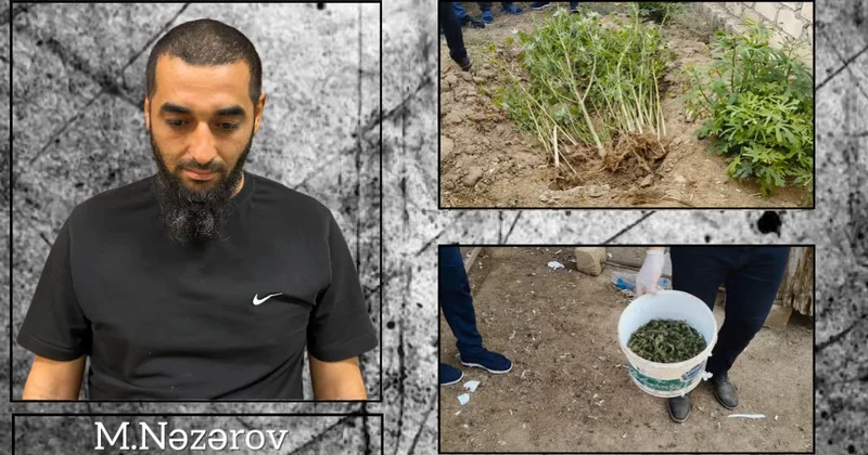Hacıqabulda narkotik tərkibli bitkilər yetişdirən şəxs saxlanıldı
