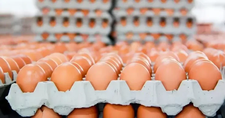 Yumurta qabıqlarından daha möhkəm avtomobil materialı hazırlandı