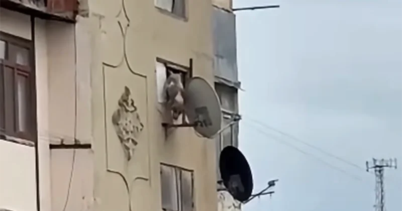 Bakıda iti pəncərədən atan şəxsə 25 sutka verildi