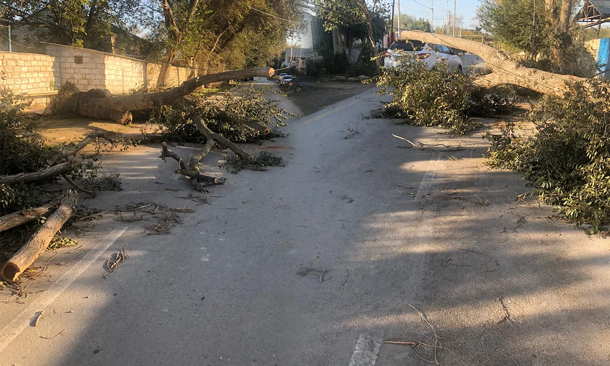 Hövsanda ağac yola aşdı, hərəkət DAYANDI FOTO Yeni Çağ Media