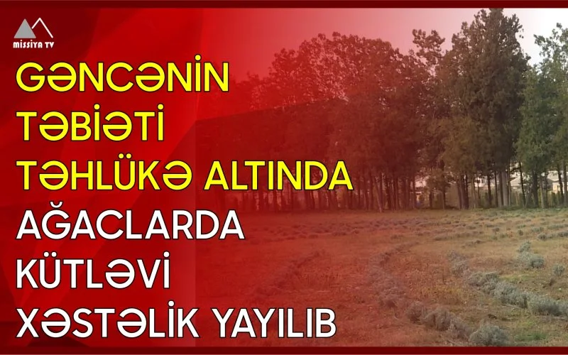 Gəncənin təbiəti təhlükə altında Ağaclarda kütləvi xəstəlik yayılıb