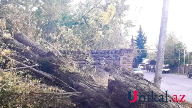 Külək Zaqatalada fəsadlar törətdi FOTO