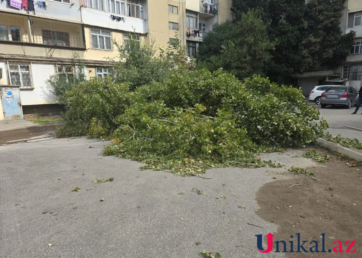 Bakıda külək ağacı aşırdı FOTO