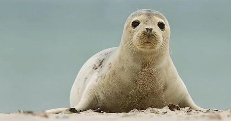 Suitilər buna görə ölürmüş