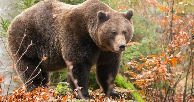 Нападения медведей в Японии: число жертв достигло рекорда