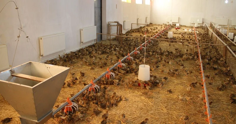 Mürvət Həsənli: “Birgünlük cücələrin kütləvi idxalı...”