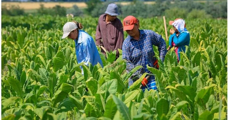 Tütün yarpağının yığımı kəskin artıb