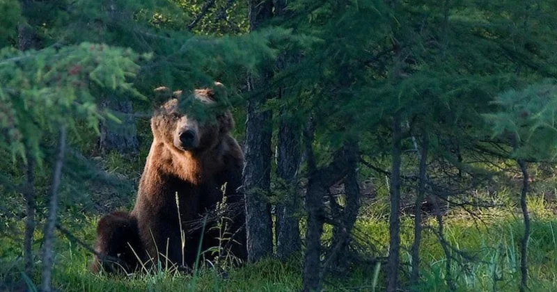 Yaponiyada ayıların ölümcül hücumları ilə mübarizəyə qoşun hissələri cəlb edilib