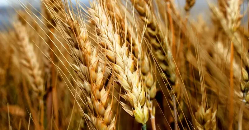 Rusiyadan buğda alan ölkələrin sayı 50 dən 30 a düşüb