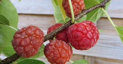 Вкус двух ягод на одном дереве: садовое чудо на азербайджанской земле