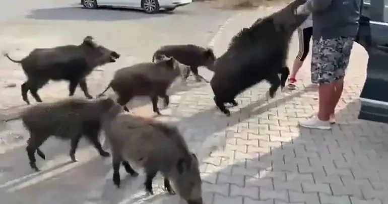 Türkiyədə qaban insanı yeməyə cəhd edib