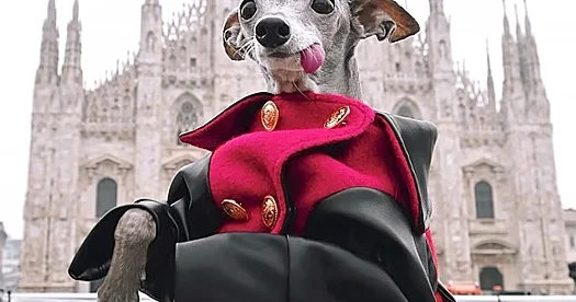 Meme it Tikka ölüb...