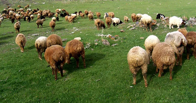 Sürü psixologiyası ... Sürüdən ayrılan qoyunu qurd qapar Tənqidi düşünmək, yoxsa təsirə düşmək? Video