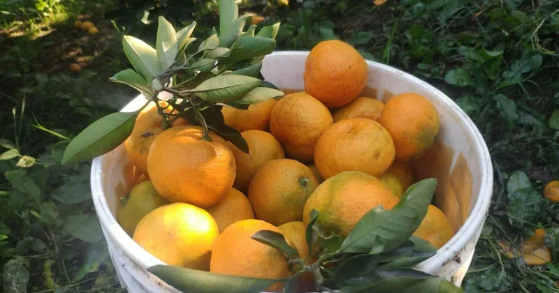 Astara naringisi Rusiya bazarlarına göndərilir FOTOLAR