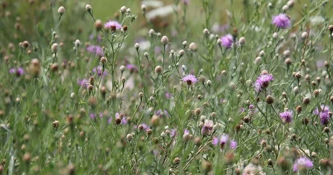 Alaq otu sayılır... Çoxu zərər olan güləvər bitkisi hansı xəstəliklərin müalicəsində istifadə olunur? Video