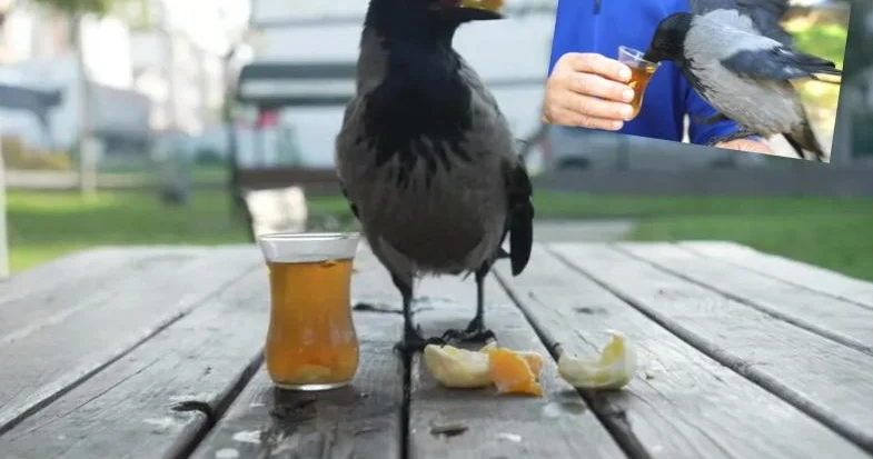 Çay içir, halva yeyir: Avtobus sürücüsü ilə qarğanın dostluğu