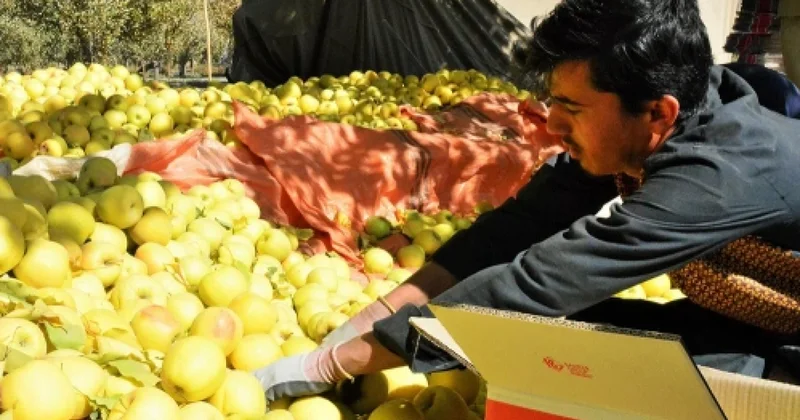 Кандагарские яблоки для россиян