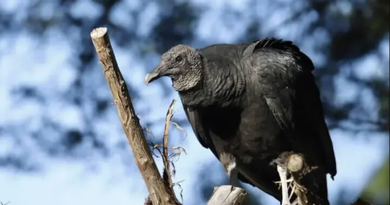 Xaçmazda Qırmızı kitaba daxil edilmiş quş AŞKARLANDI