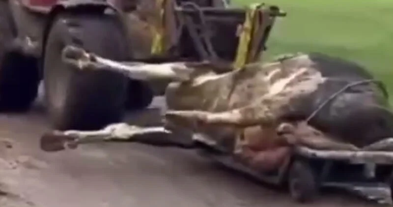 Массовый падеж коров в Дании ВИДЕО