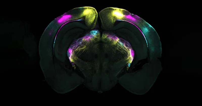 Назван неожиданный способ восстановить все детские воспоминания