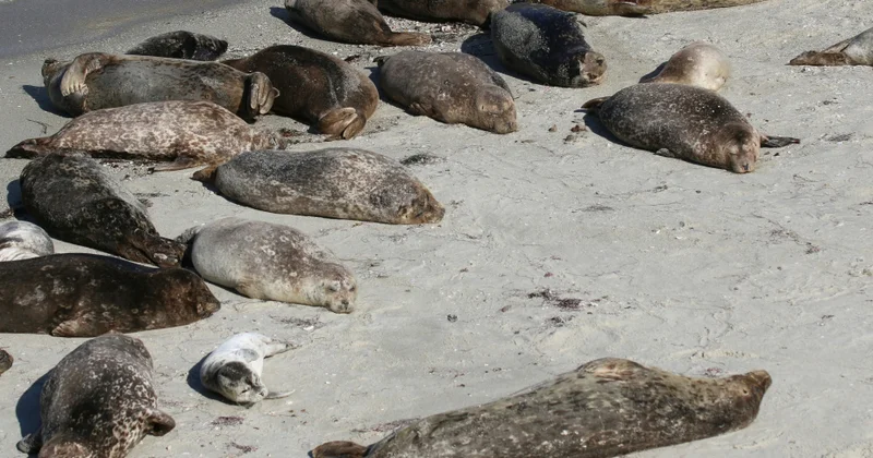 Qazaxıstanda suitilərin kütləvi ölümünün mümkün səbəbi açıqlanıb