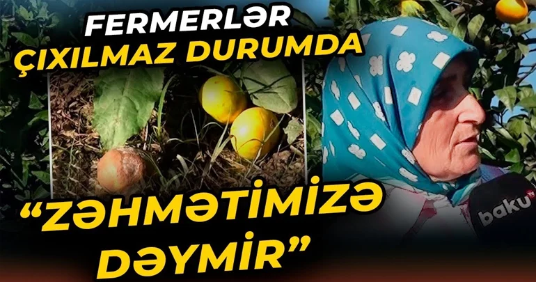 Mandarin fermerlərin əlində qalıb: Çox böyük ziyandayıq Video