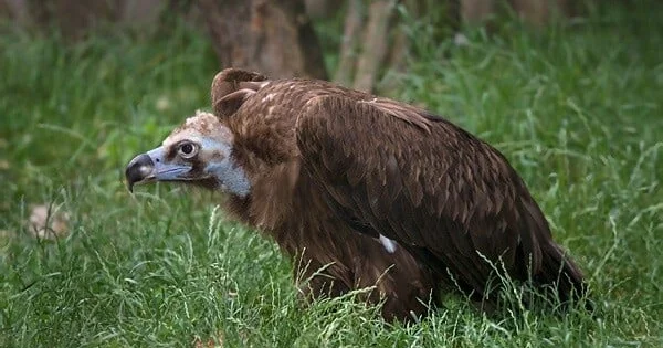 Xaçmazda Qara kərkəs belə xilas edildi