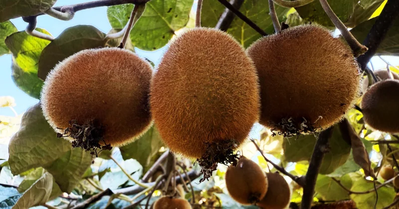 Astarada kivi yığımı davam edir Fermerlər son illərin ən yüksək məhsulunu əldə ediblər VİDEO