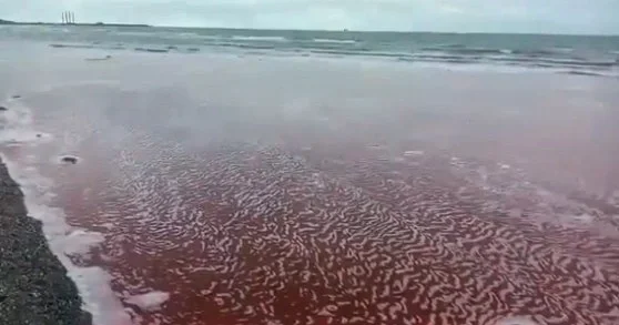 Xəzər dənizinin bir hissəsi NİYƏ QIRMIZI RƏNGƏ BOYANIB? RƏSMİ AÇIQLAMA