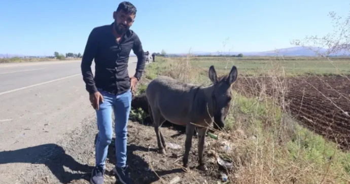 Maşın vuran uzunqulağın balası saatlarla anasının yanında ağladı