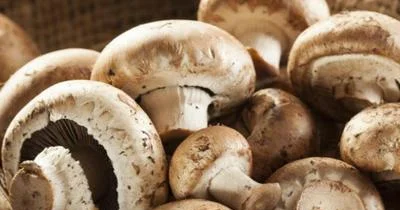 Göbələk hansı hallarda orqanizm üçün təhlükəyə çevrilir? MÜTƏXƏSSİS AÇIQLADI