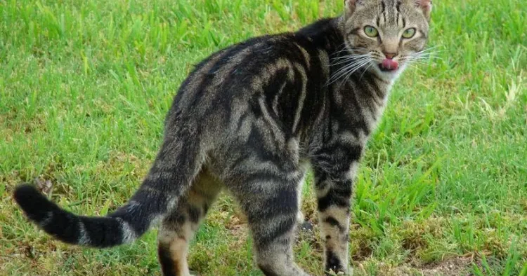 Pişiyi qonşunun bağına girdi deyə 1200 avro CƏRİMƏLƏNDİ