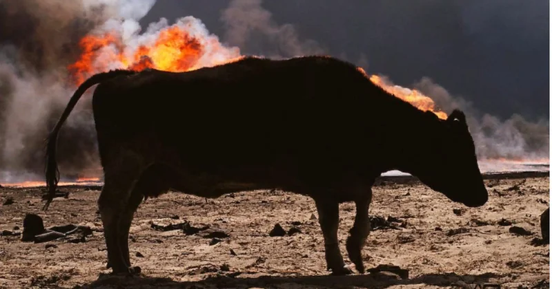 Müharibənin öldürdüyü təbiət, məhv edilən ekosistem ARAŞDIRMA