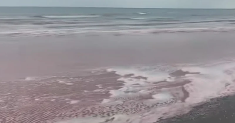 Почему краснеет Каспий? видео