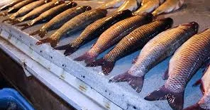 Bahalaşma balıq bazarını da “vurdu”: Alıcılar şikayətlənir