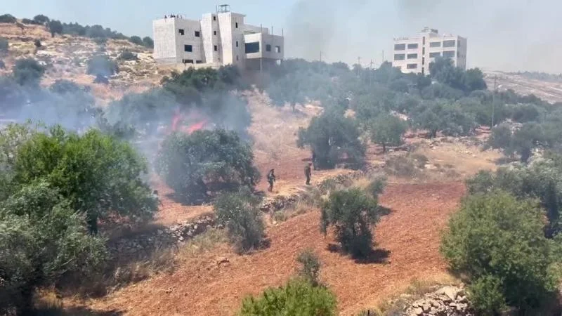 BMT: İordan çayının qərb sahilində 3 gün içində bar verən 700 zeytun ağacı məhv edilib