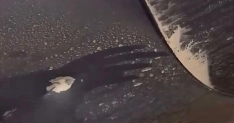 Yoldan keçən avtomobilləri daşlayanlar kimdir?